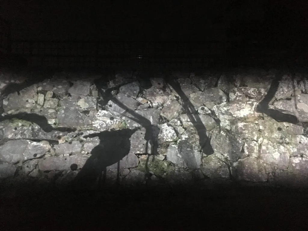 【舞鶴公園】流行りのプロジェクトマッピングが福岡城跡地で開催 4