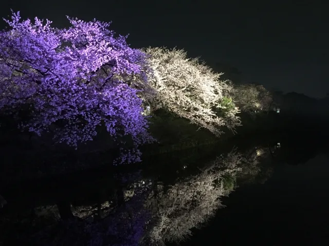 福岡おすすめ３大花見スポット 2