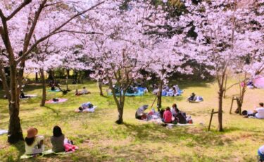 福岡おすすめ３大花見スポット