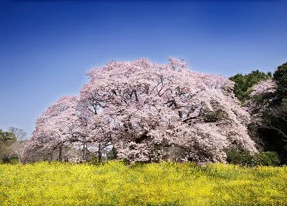 福岡おすすめ３大花見スポット