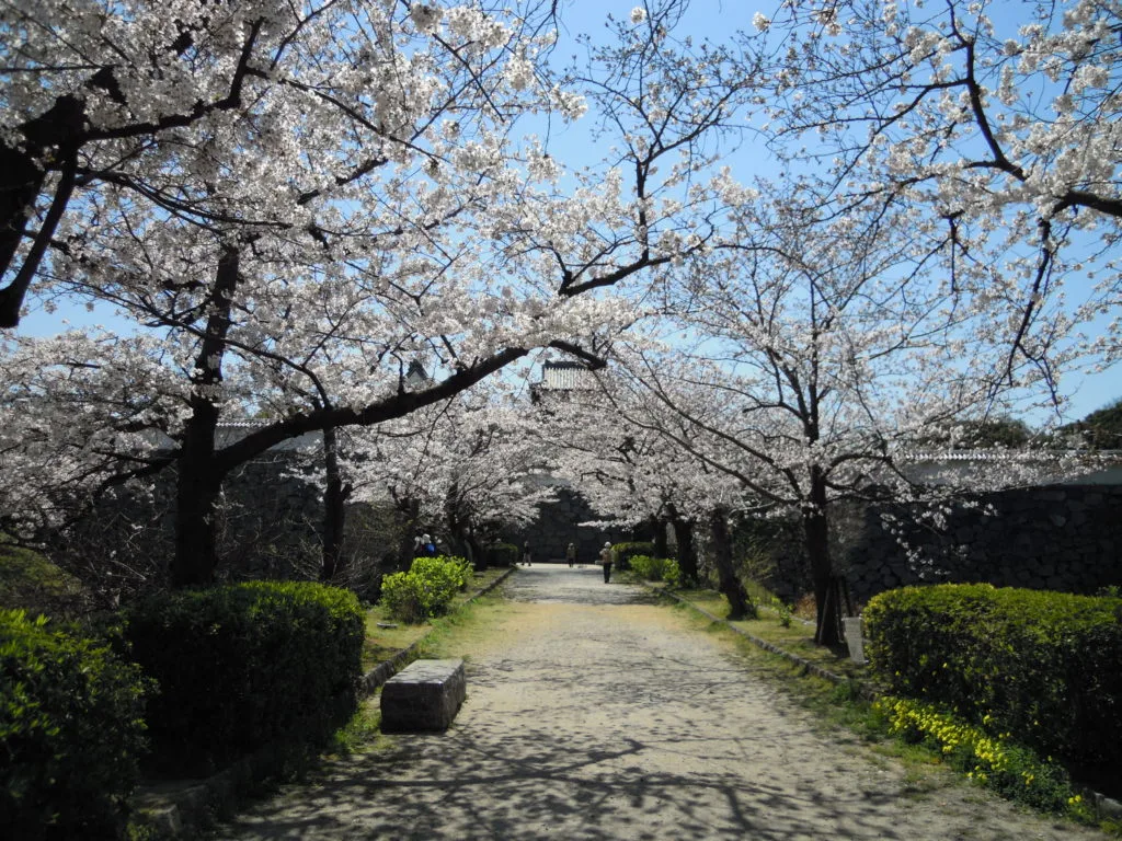 【舞鶴公園】福岡のおすすめバーベキュースポット