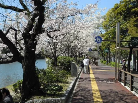 【舞鶴公園】福岡のおすすめバーベキュースポット 5
