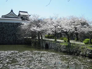 【舞鶴公園】福岡のおすすめバーベキュースポット 6