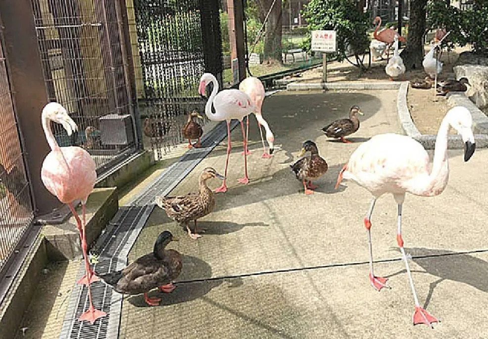 久留米市鳥類センター ふれあいコーナーで小さい子も満足♪ 2